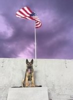 Explosive Detection K9 Handler