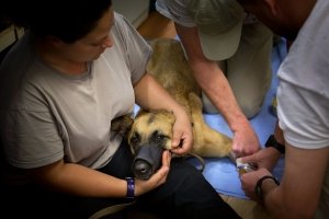 K9 Veterinarian & Veterinarian Technician